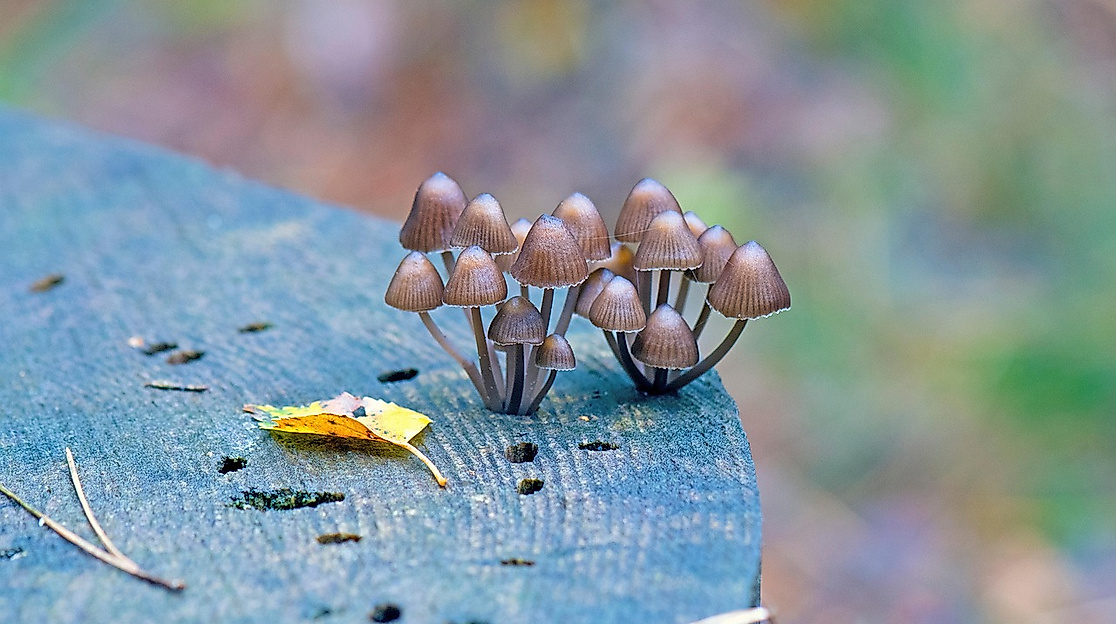 mushrooms-7511086_1280