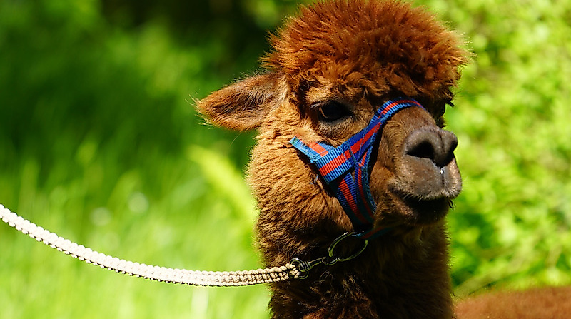 Alpaka-Wanderung durch die Heide