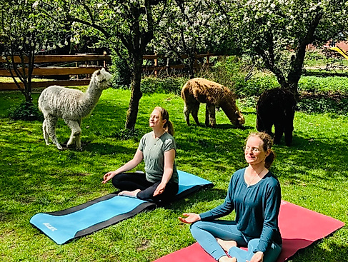 Gnarrenburg erleben: Yoga mit Alpakas