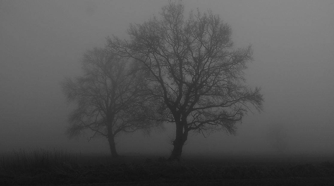 Bäume im Nebel