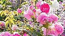 SommerOper