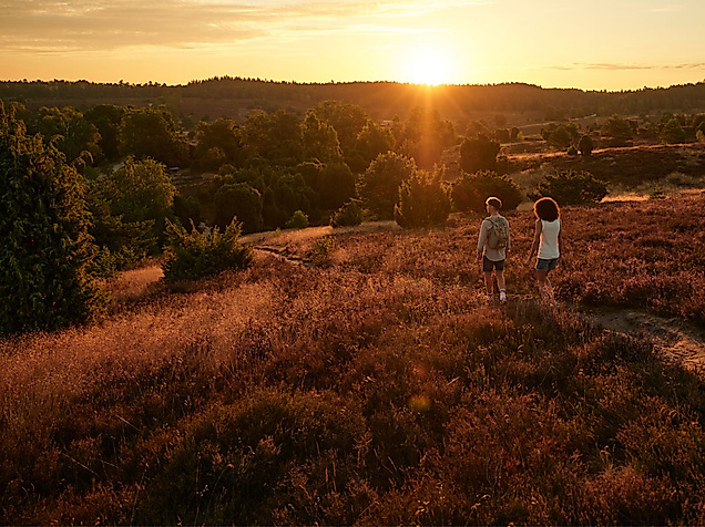 Fischbeker Heide in Hamburg im Sonnenuntergang
