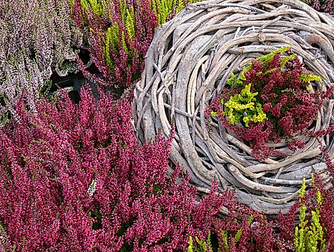 Herbstblumen©Andrea_Brunhöber