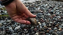 Geologische Strandführung
