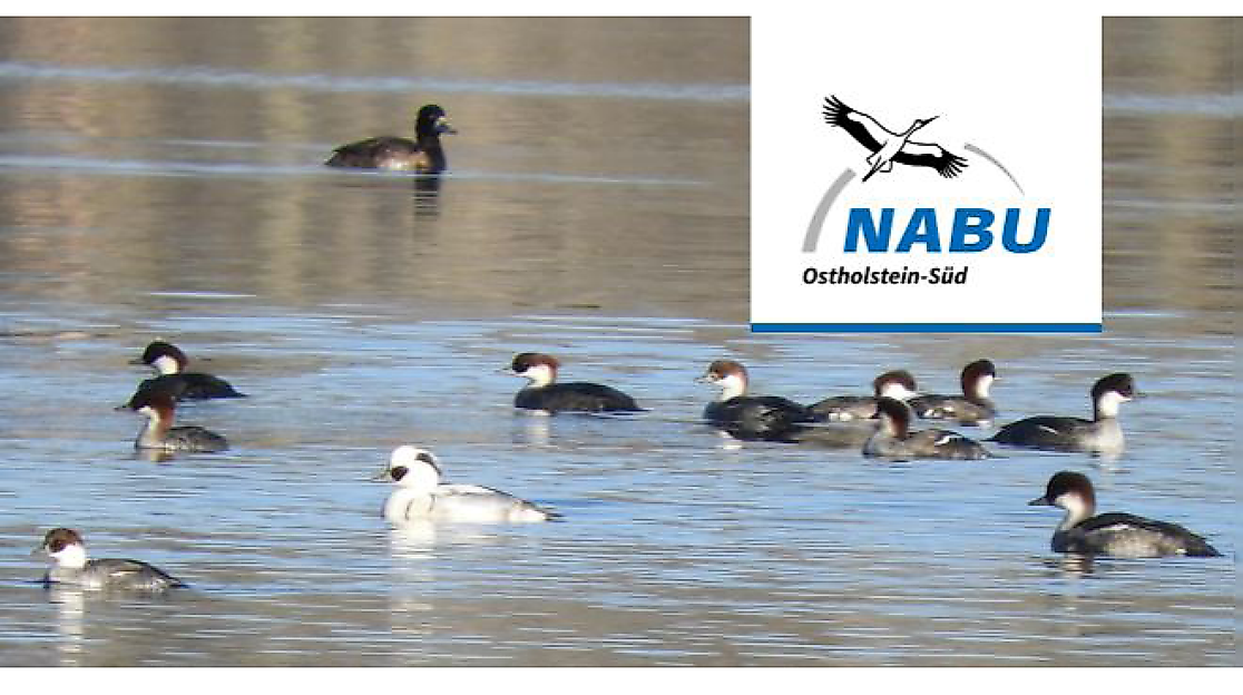 Winter bird excursion