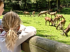 Zwei Kinder betrachten Rehwild in der Naturerlebnisstätte Wildpark Eekholt