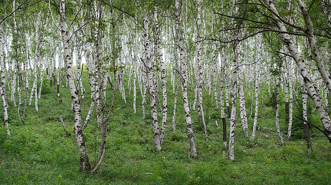Birkenwald