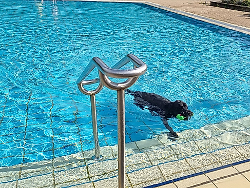Hund im Pool