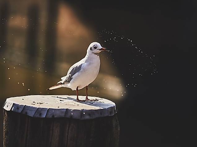 Möwe im Sonnenlicht im Hamburger Hafen