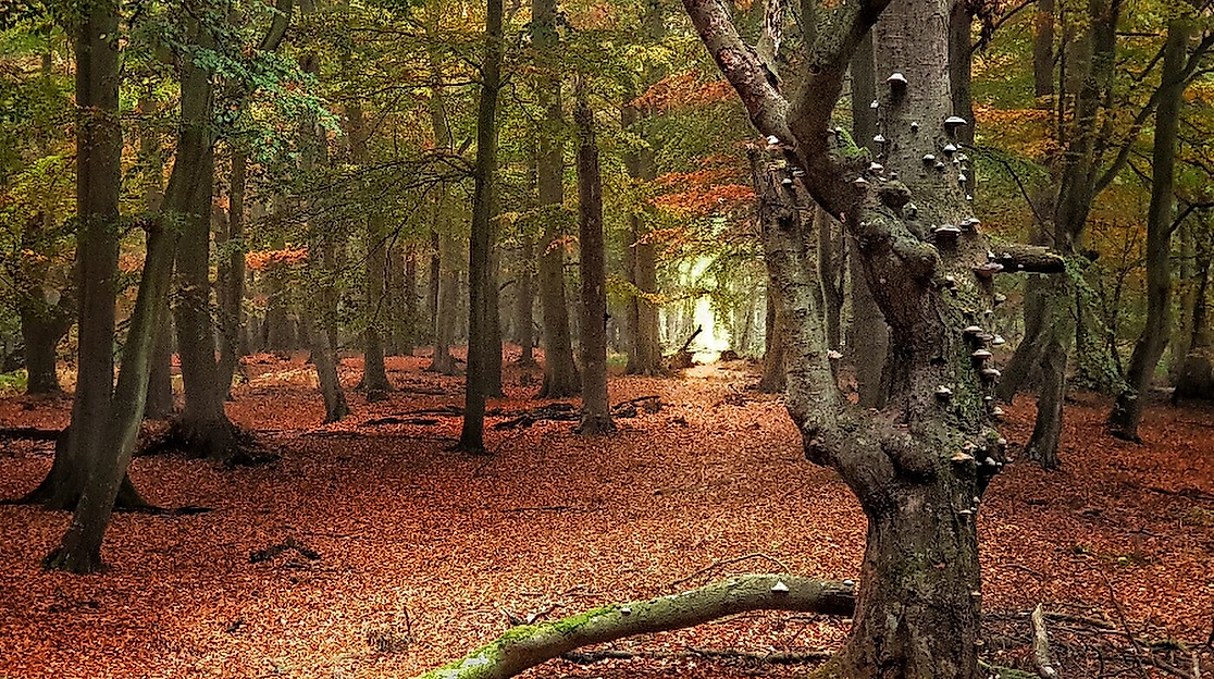 Unsere Wälder