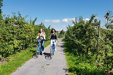 Zwei Frauen radeln bei Sonnenschein durch eine Obstplantage im Alten Land nahe Hamburg