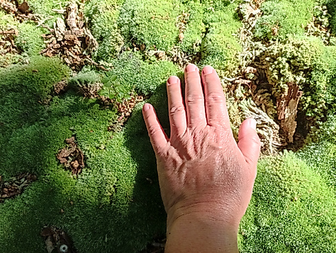 Erlebe dein grünes Wunder - Waldtag statt Alltag