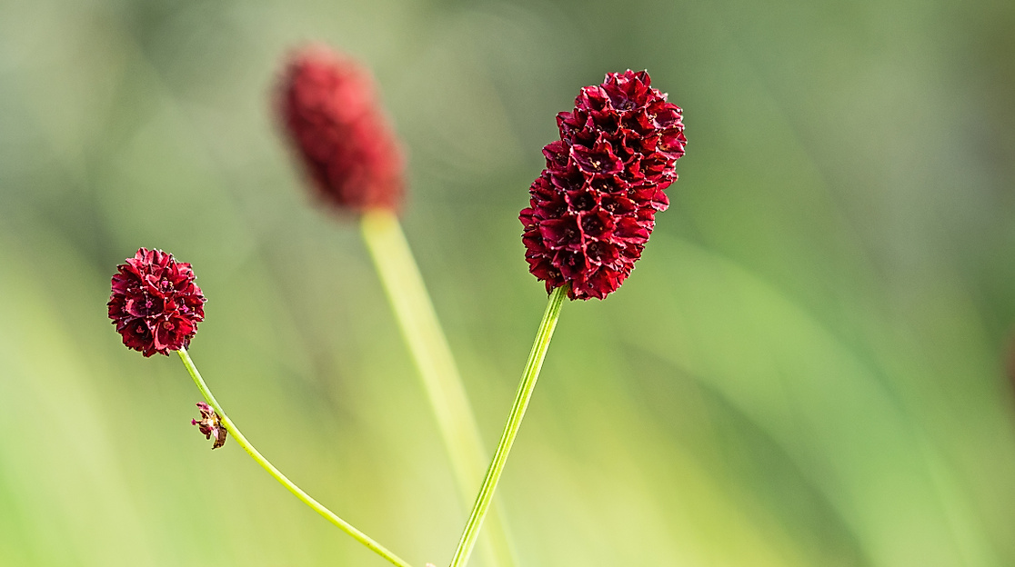 sanguisorba_officinalis_hermann_timman_1