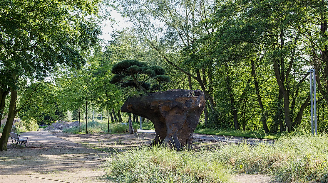 Bonsai im Wilhelmsburger Inselpark
