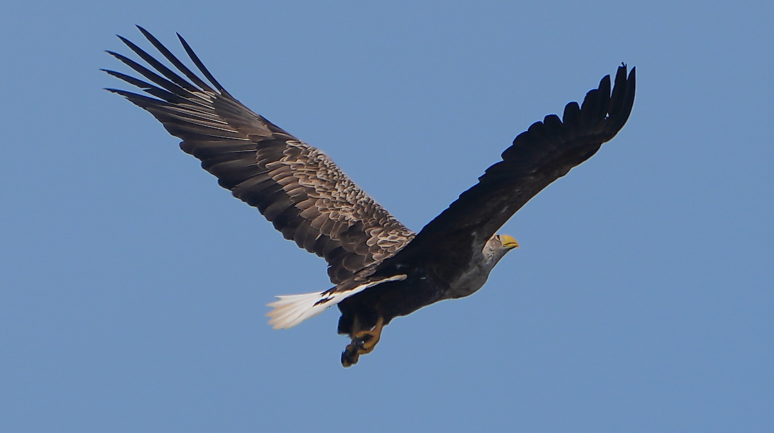 Seeadler über dem Himmelmoor