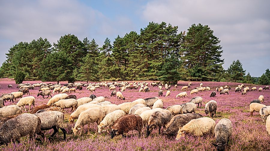 hermannsburg_misselhorner-heide-heidschnucken_ccbysa_martiem_2021_05