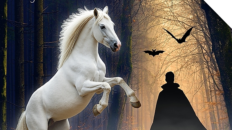 MYSTERY - Der geheimnisvolle Traum - im Rahmen der Nordpferd