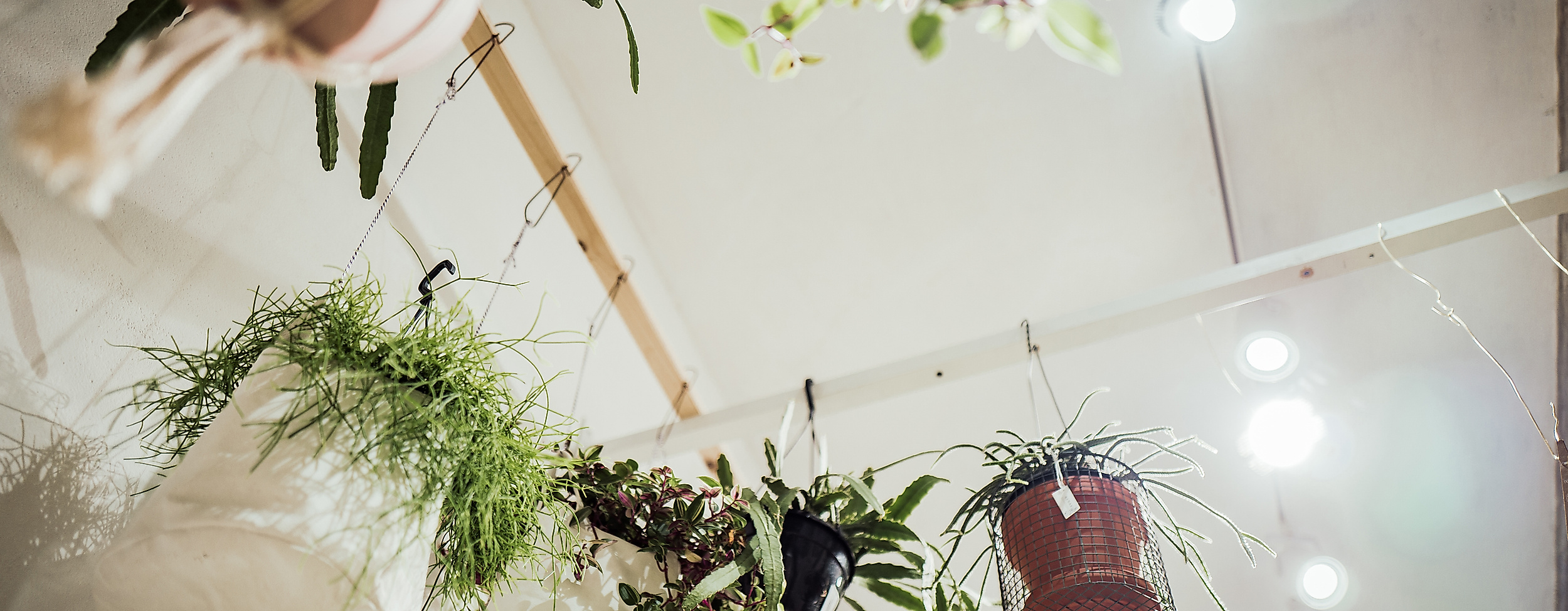 Hängende Zimmerpflanzen an der Decke im Concept Store Winkel van Sinkel in Hamburg stilvoll arrangiert