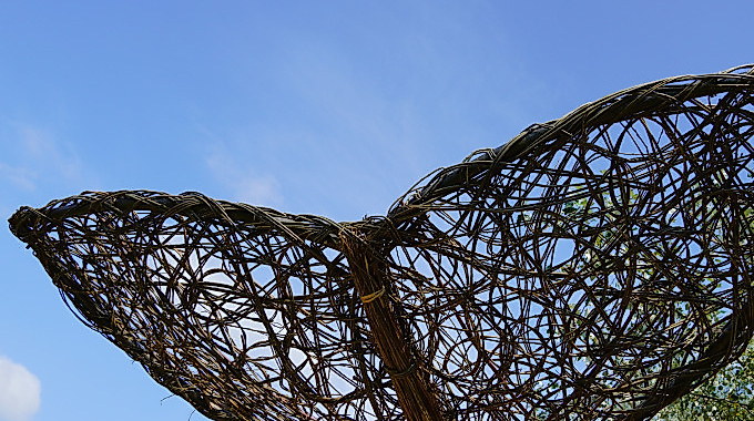 Eintauchen in die Welt der Wale!