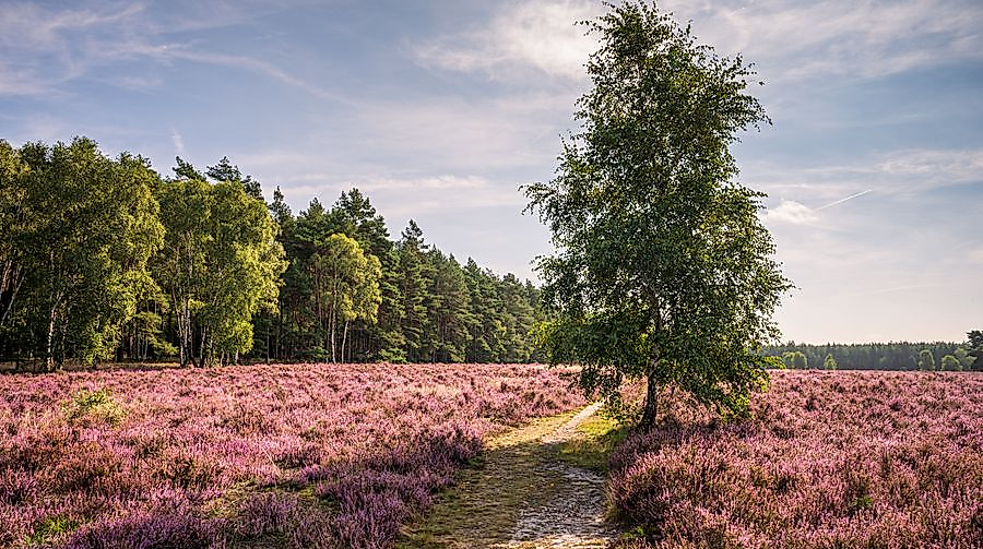 hermannsburg_misselhorner-heide-heidebluete_ccbysa_martiem_2021_09
