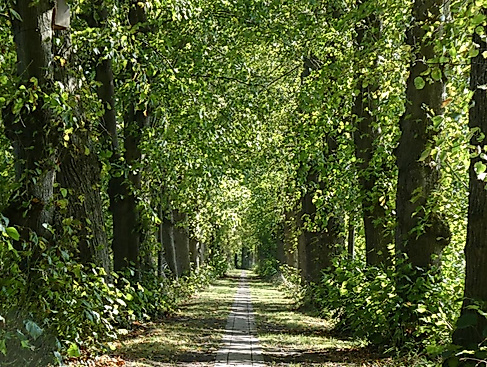 Cappel_Lindenallee