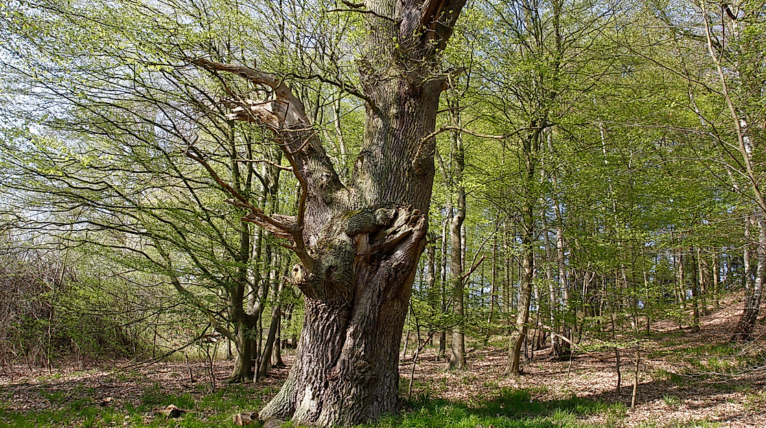 Ranger-Tour: Waldspaziergang  ins Reich der Bäume und Sträucher