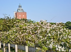 Blühende Hecke vor dem Leuchtturm Neuwerk auf grüner Wiese unter blauem Himmel.