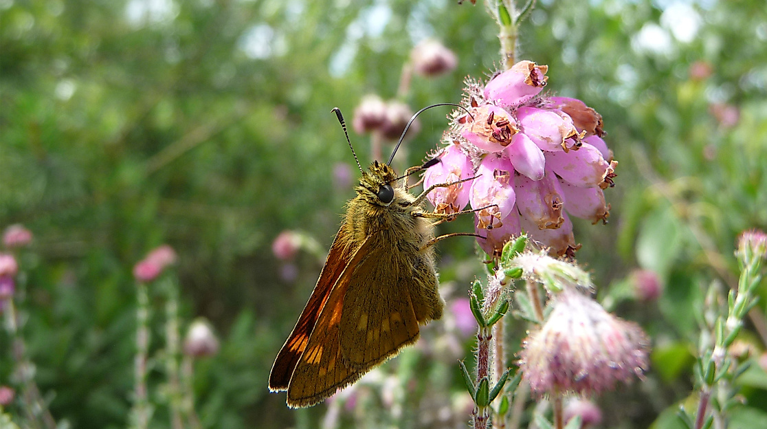 nsg-rothsteinmoor-web-2500x1500