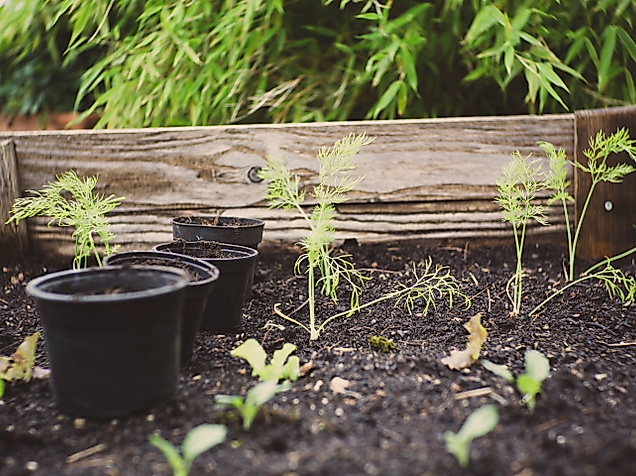 Urban Gardening