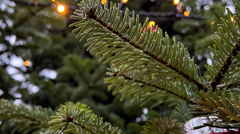 Hermannsburg-Weihnachtsbaum-ccbysa-Ploeger-241210-1860