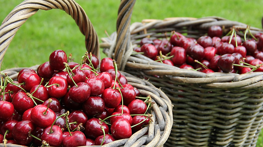 altes-land_kirschen_c-2017-tourismusverein-altes-land-ev_1