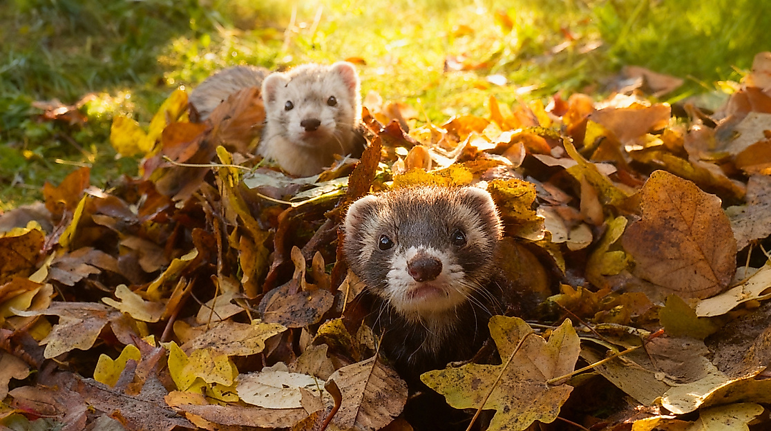 Frettchen-im-Herbstlaub_PM