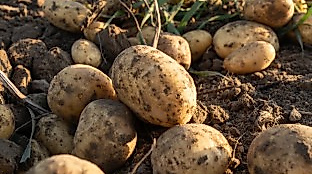Heidekartoffeln auf dem Acker
