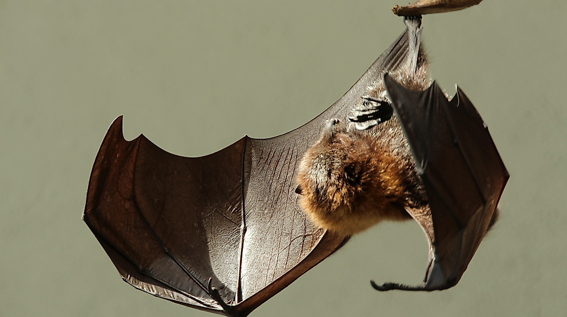 fledermaus-angieconscious-pixelio_1