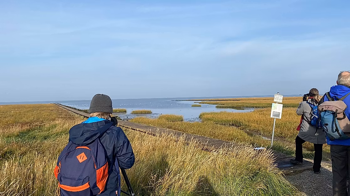 Zugvögel in den Salzwiesen