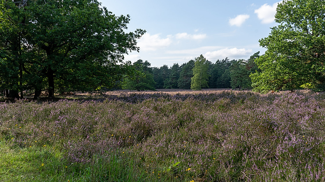Naturpark-Erlebniswochen: Feierabendwanderung zum Herbstanfang in der Döhler Heide