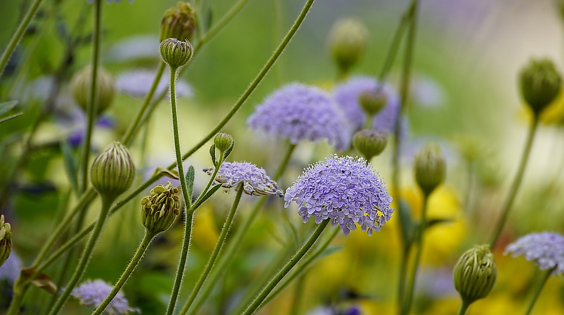 Garten - Blaue Blumen