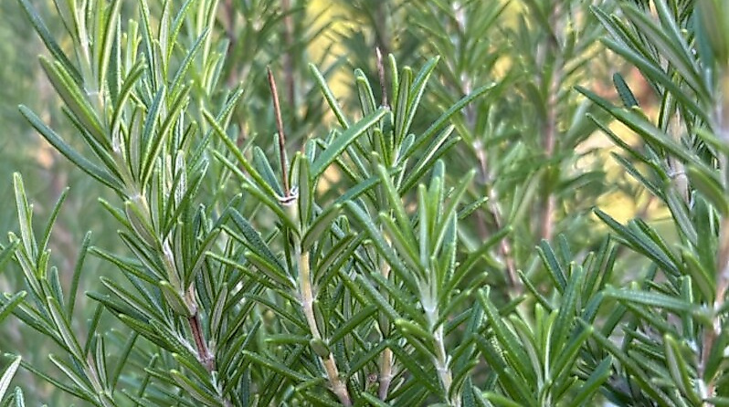 Destillations-Workshops - Workshop: Rosmarin-Destillation