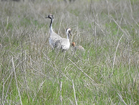 Kranich