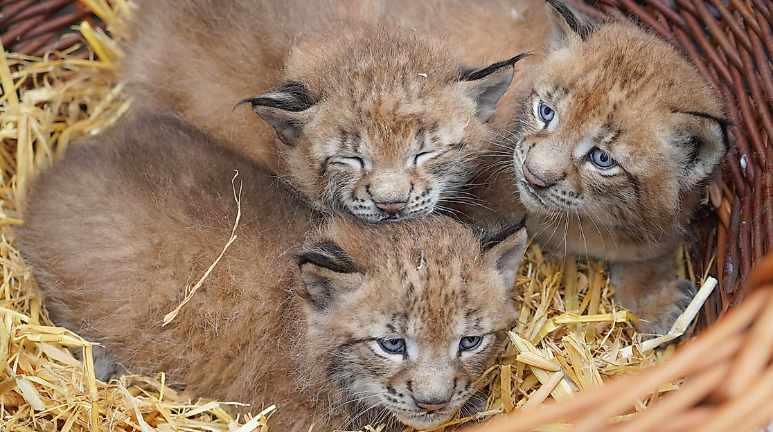 Wildpark-Schwarze-berge-Luchs-Drillinge-C-Wildpark-Schwarze-Berge