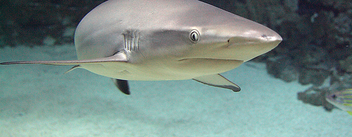 Tropen-Aquarium Hagenbeck