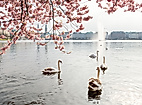 Binnenalster mit Alsterschwänen im Frühling