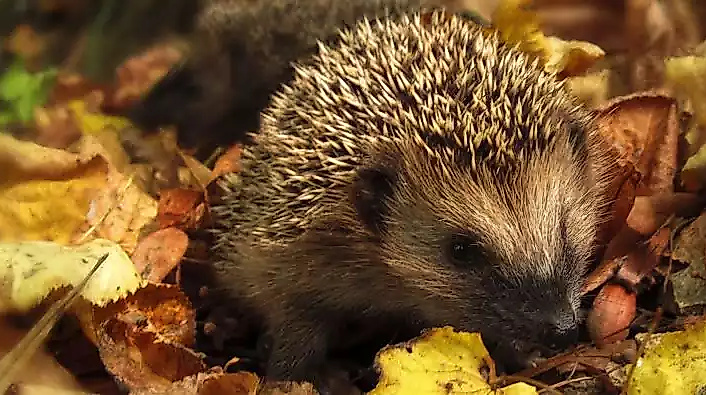 csm_garten_laub_herbst_igel_9ffb6ba736