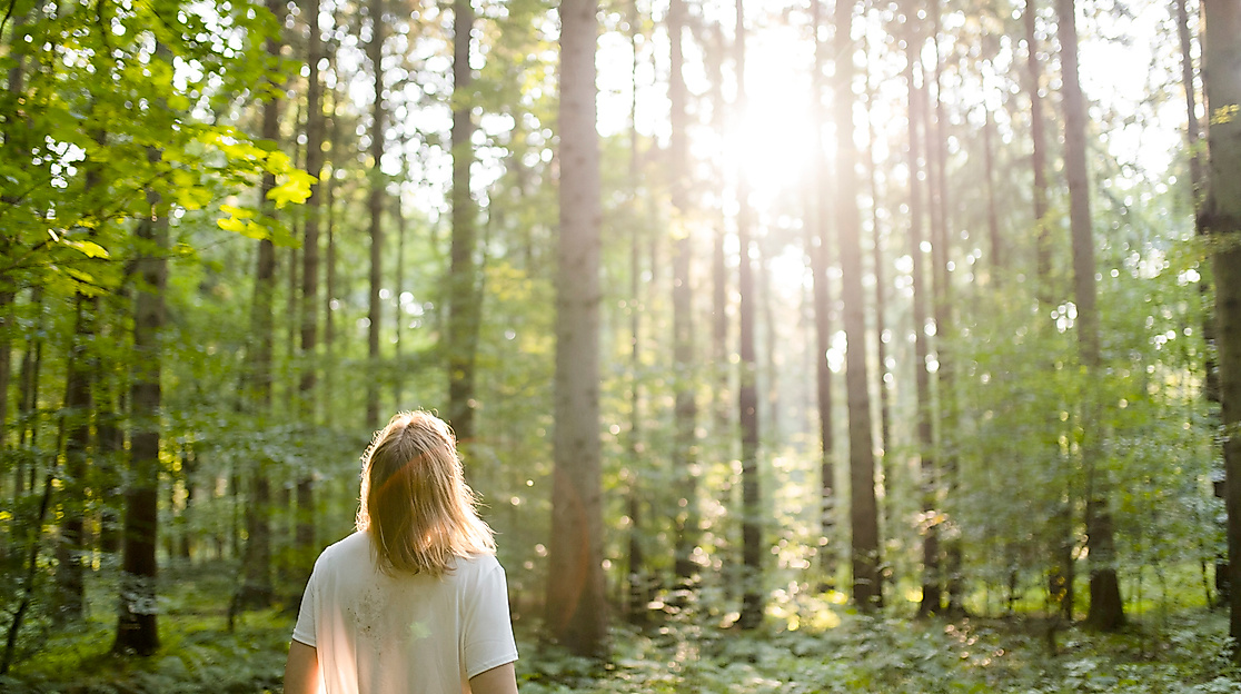 Mit allen Sinenn in den Wald beim Waldbaden eintauchen