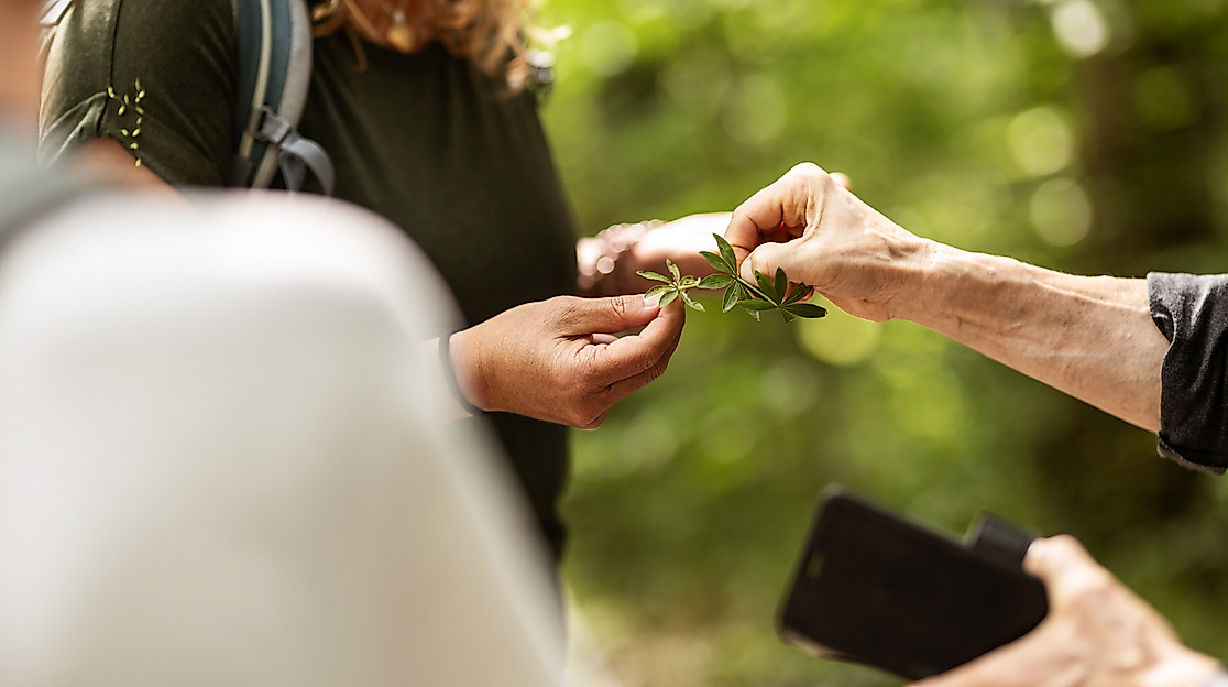 Schnupper Kräuterwanderung