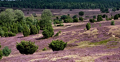 lueneburger-heide_c-pixabay-muscha