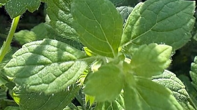 Destillations-Workshops - Workshop: Melissen-Destillation