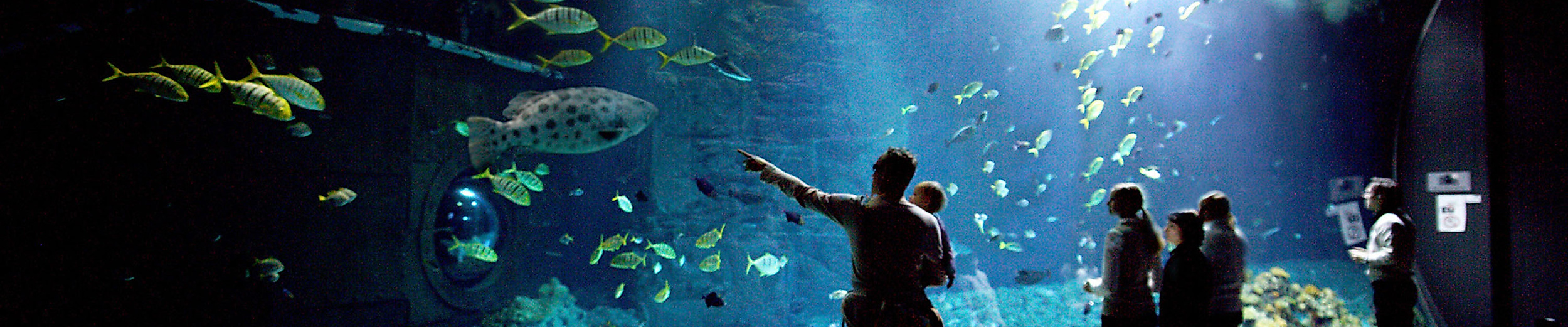 Besuchergruppe vor dem Hai-Atoll im Tropen-Aquarium Hagenbeck mit Blick auf schwimmende Haie und Fische