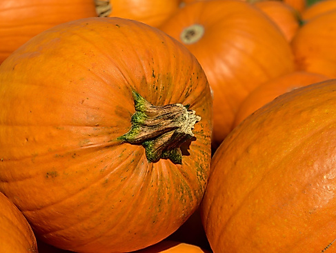 25-10-31 Halloween Kürbis pixabay