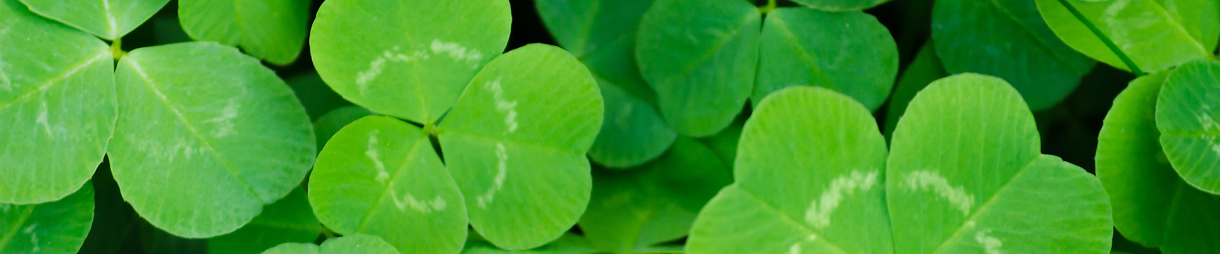 green shamrocks
